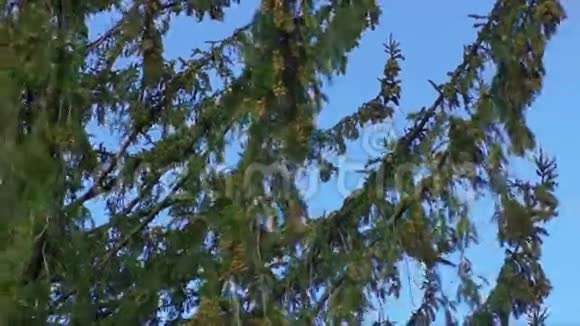 高树迎风招展迎着蓝天视频的预览图