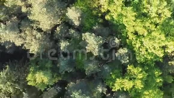 绿色森林从高处飞照相机扭曲的观点视频的预览图
