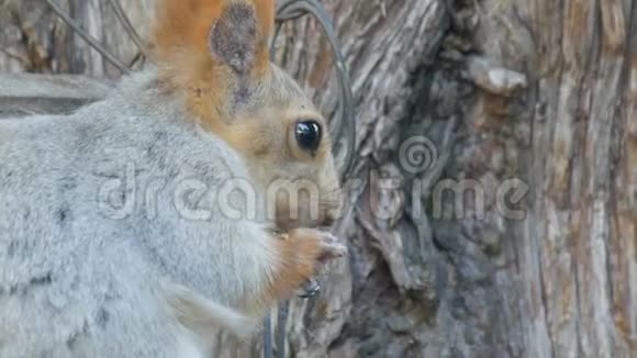 一只红色尾巴和耳朵的灰色小松鼠在近景的木头背景上吃坚果视频的预览图