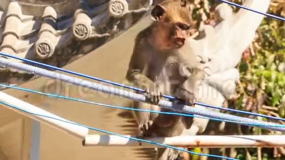 屋顶电气电线上的猴子视频的预览图