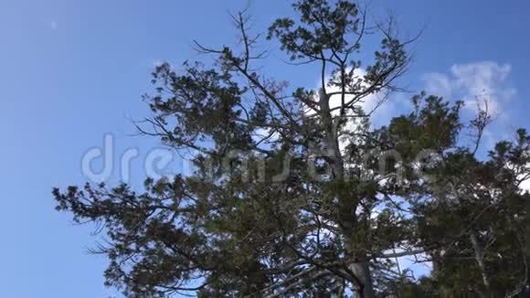 日本高山公园的绿树视频的预览图