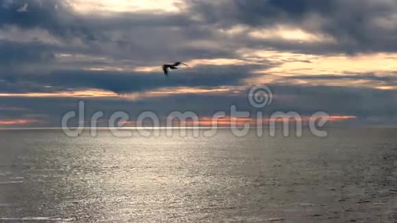 海鸥随晚云飞越海洋视频的预览图