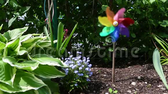 五彩缤纷的风轮在花园里夏天视频的预览图