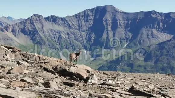 女艾比克斯栖息在岩石上看着镜头背景是意大利的法国阿尔卑斯山视频的预览图