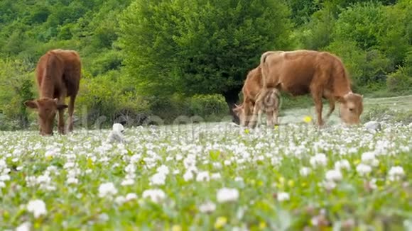 家养牲畜奶牛在草地上放牧一群牛用三叶草在绿色的田野上放牧视频的预览图