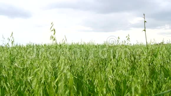 未成熟的燕麦田绿色4K视频的预览图