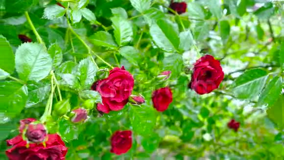 红色玫瑰花的大灌木视频的预览图