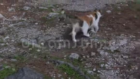 夏天一只欢快的红斑猫走在街上视频的预览图