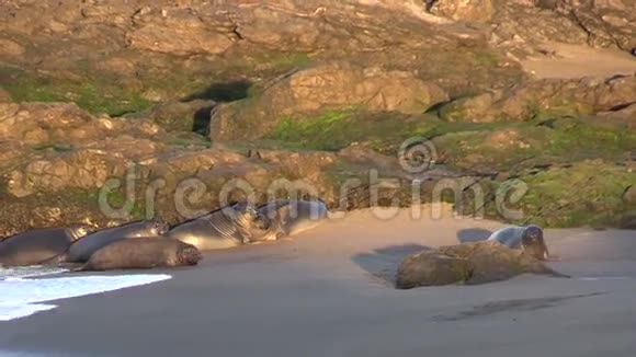 沿着海滩的大象海豹视频的预览图