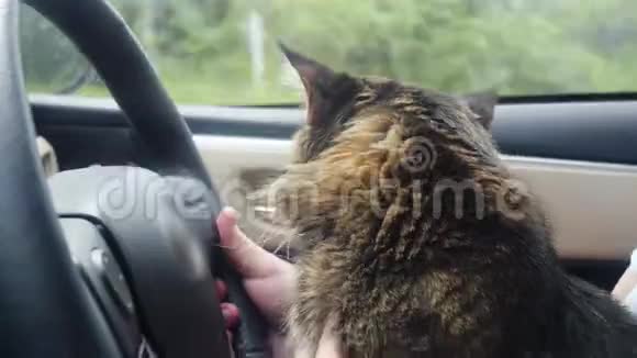 美丽的缅因州库恩猫和一个主人在车里旅行坐在他的脚在方向舵3840x2160视频的预览图