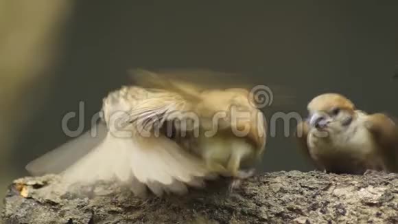 菲律宾马雅鸟欧亚大树麻雀或帕瑟山雀栖于树枝口饲料伴侣视频的预览图
