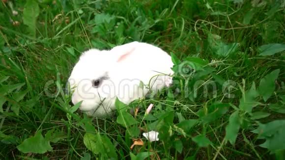 草地上的兔子小白兔小白兔慢动作视频的预览图