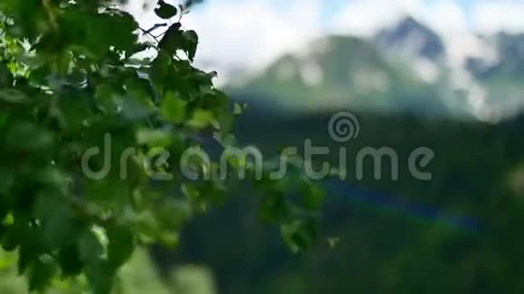 雪山背景下的风叶树视频的预览图