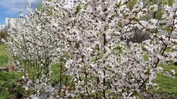 春天的开花树视频的预览图