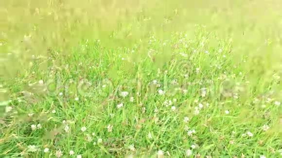 三叶草和草地或田野生长的草视频的预览图