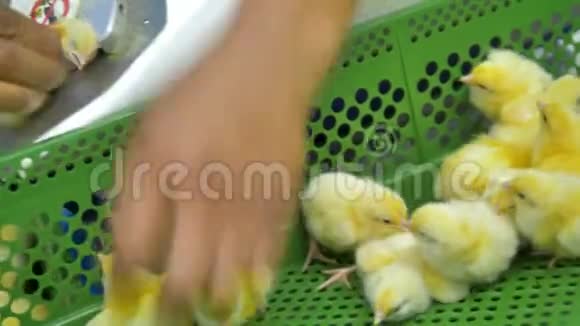 农业工业家禽工人在工厂分拣小鸡视频的预览图