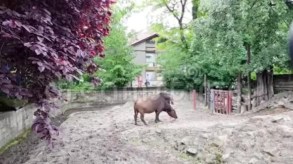 布达佩斯动物园男女森林水牛视频的预览图