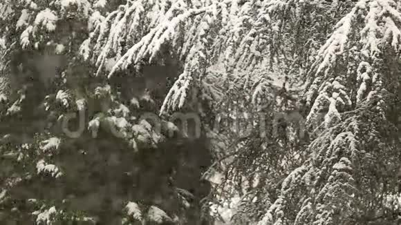冬天下大雪视频的预览图