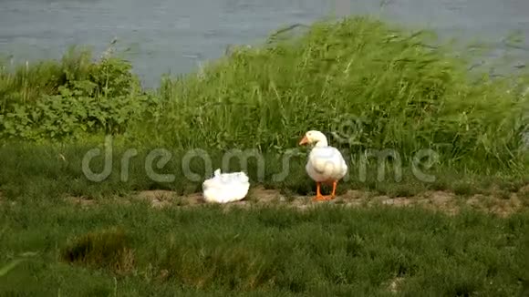 池塘边的白鹅视频的预览图