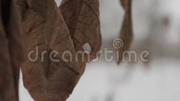 冬天树枝上干的棕色大叶子视频的预览图