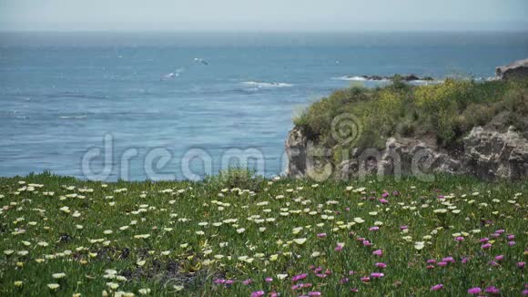Pismo海滩附近前景的非洲中胚菊花视频的预览图