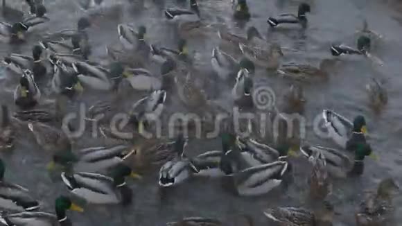 鸭子繁殖野鸭在湖里游泳为食物而战视频的预览图