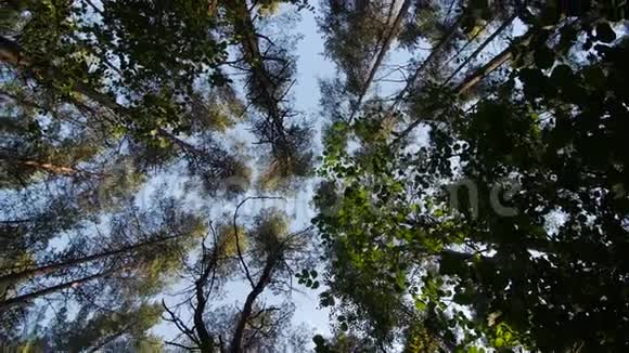 仰望绿色树林中的蓝天穿过高大的树木旋转着做梦视频的预览图