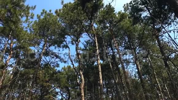 常绿松林中高大古树的俯视图视频的预览图