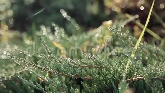 背景带着嫩绿的小草清晨露水滴在草叶的尖端粒子随机飞行视频的预览图