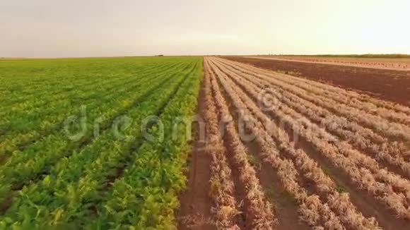 农村农田的菜地视频的预览图