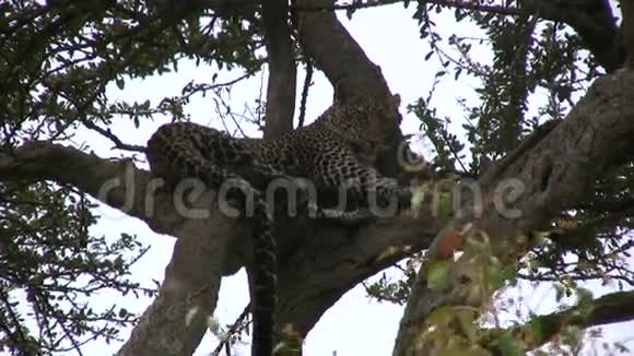 一只豹在树枝上休息视频的预览图