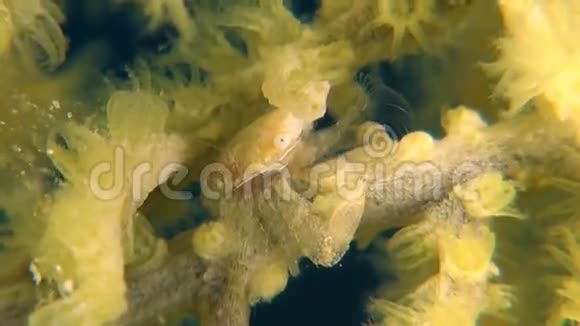 大猩猩珊瑚中的黄瓷蟹视频的预览图
