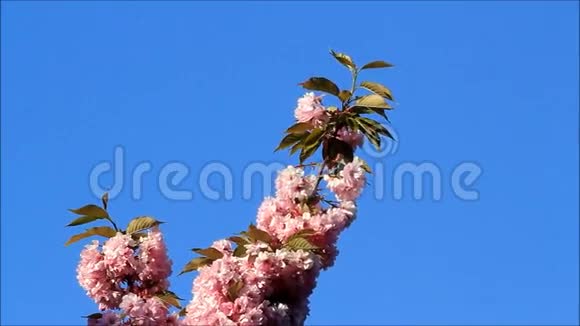 日本樱花在蓝天上绽放视频的预览图