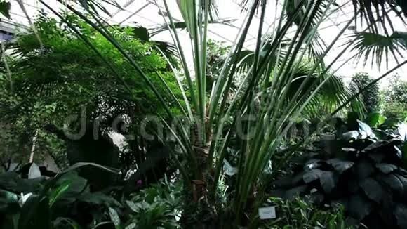 植物园里的绿色植物视频的预览图