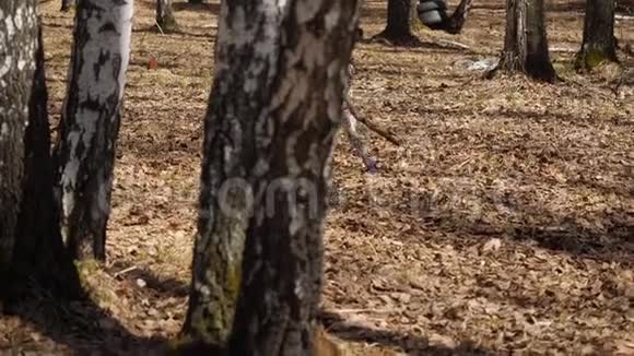 一只狗在田野上用一块木头奔跑戴着棍子的达尔马提亚狗动作慢视频的预览图