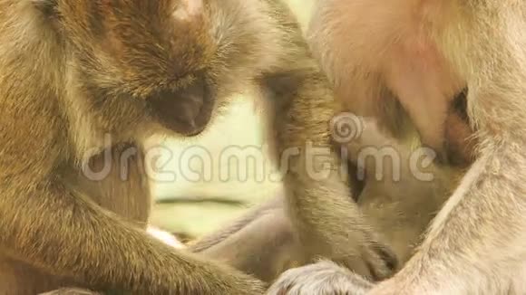 在公园的树上小猴把手擦干净朋友视频的预览图