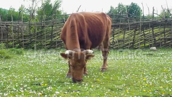 家养牲畜公牛在草地上放牧一群牛用三叶草在绿色的田野上放牧视频的预览图