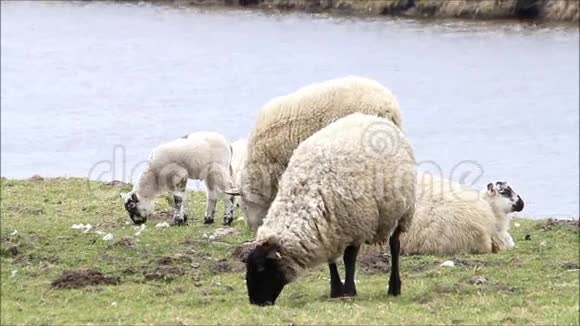湖边的白黑羊吃草复活节视频的预览图
