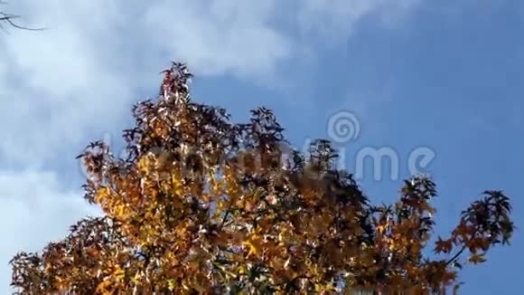 蓝天上的秋叶白云飞起视频的预览图