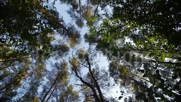 仰望绿色树林中的蓝天穿过高大的树木旋转着做梦视频的预览图