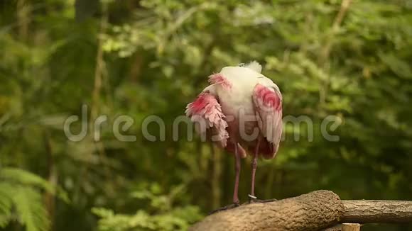粉红鸟视频视频的预览图