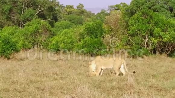 莱昂尼斯和幼崽在非洲热带草原玩耍视频的预览图
