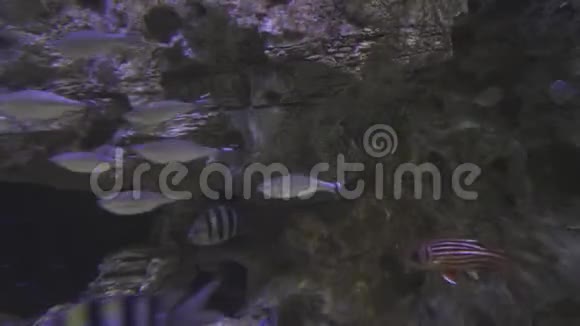 美丽的海洋水族馆有银色的鱼群录像视频的预览图