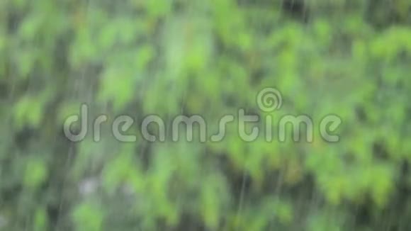 以植物和树叶为背景降雨视频的预览图