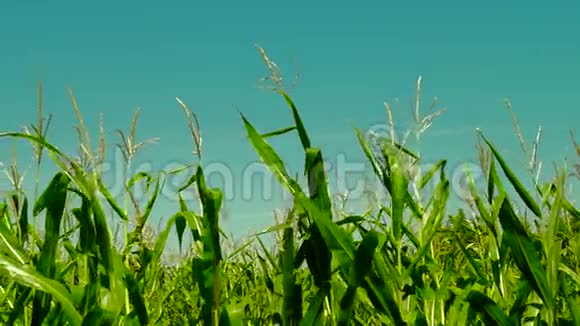 强烈的玉米地在风中吹着阳光明媚的一天平底锅夏天结束视频的预览图