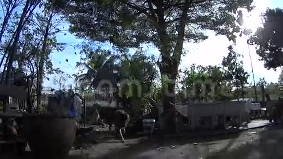 德国谢帕德犬的慢动作和聚焦正在花园里散步玩相机视频的预览图