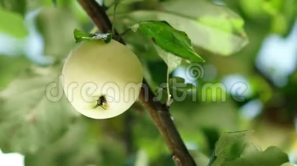 男人的手伸向树上成熟的苹果摘它视频的预览图