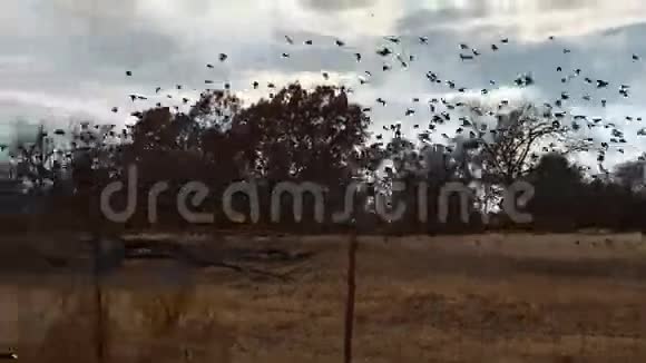 灰色冬日的黑鸟云视频的预览图