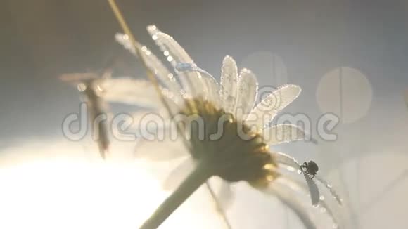 早上用水滴在洋甘菊上的大蚊子和小虫子视频的预览图