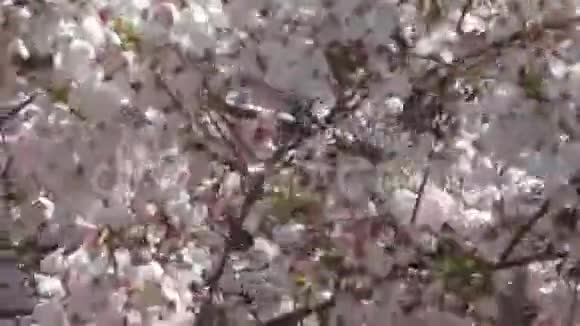 灿烂多彩的春天阿科博诺樱花2019年视频的预览图